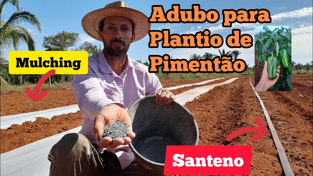 Adubo e calagem para plantio de pimentão, tomate, berinjela e jiló.