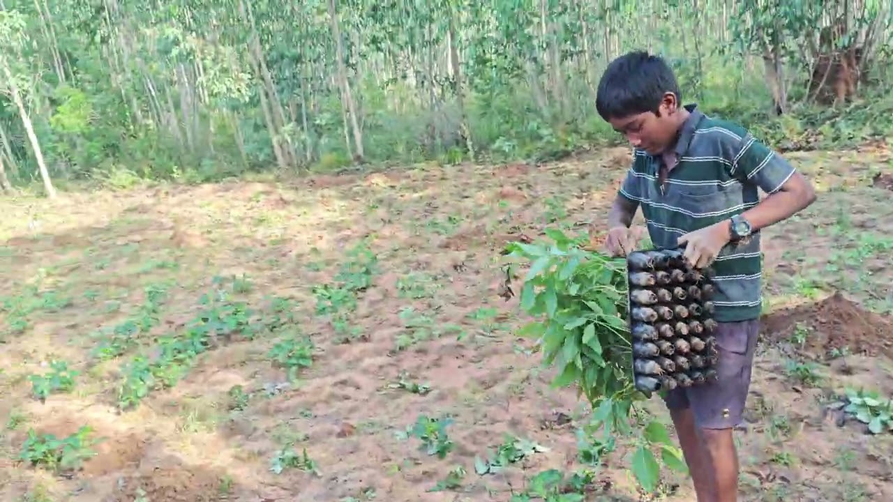 Pongal 2026 