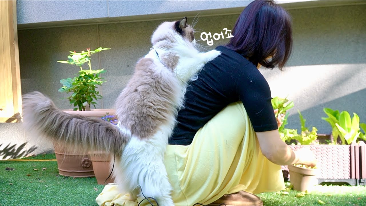 산책하다 말고 어부바 해달라는 고양이