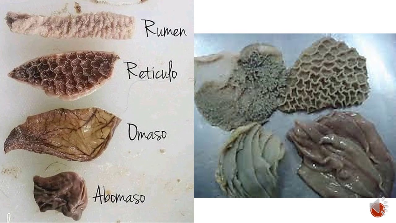 Rumiantes