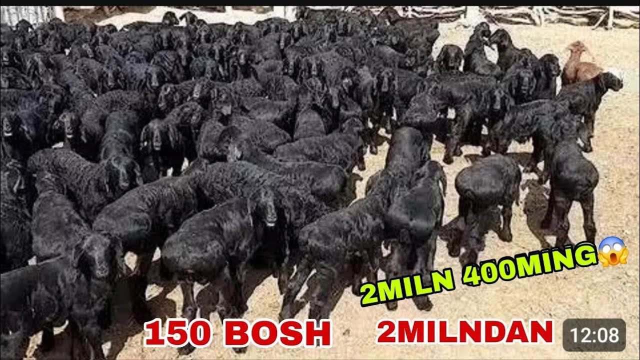 😱Voy dodd 2milndan150 bosh  2miln 400mingdan qo’zi sezon riyalni boshlandi bunaqasi kam shoshiling