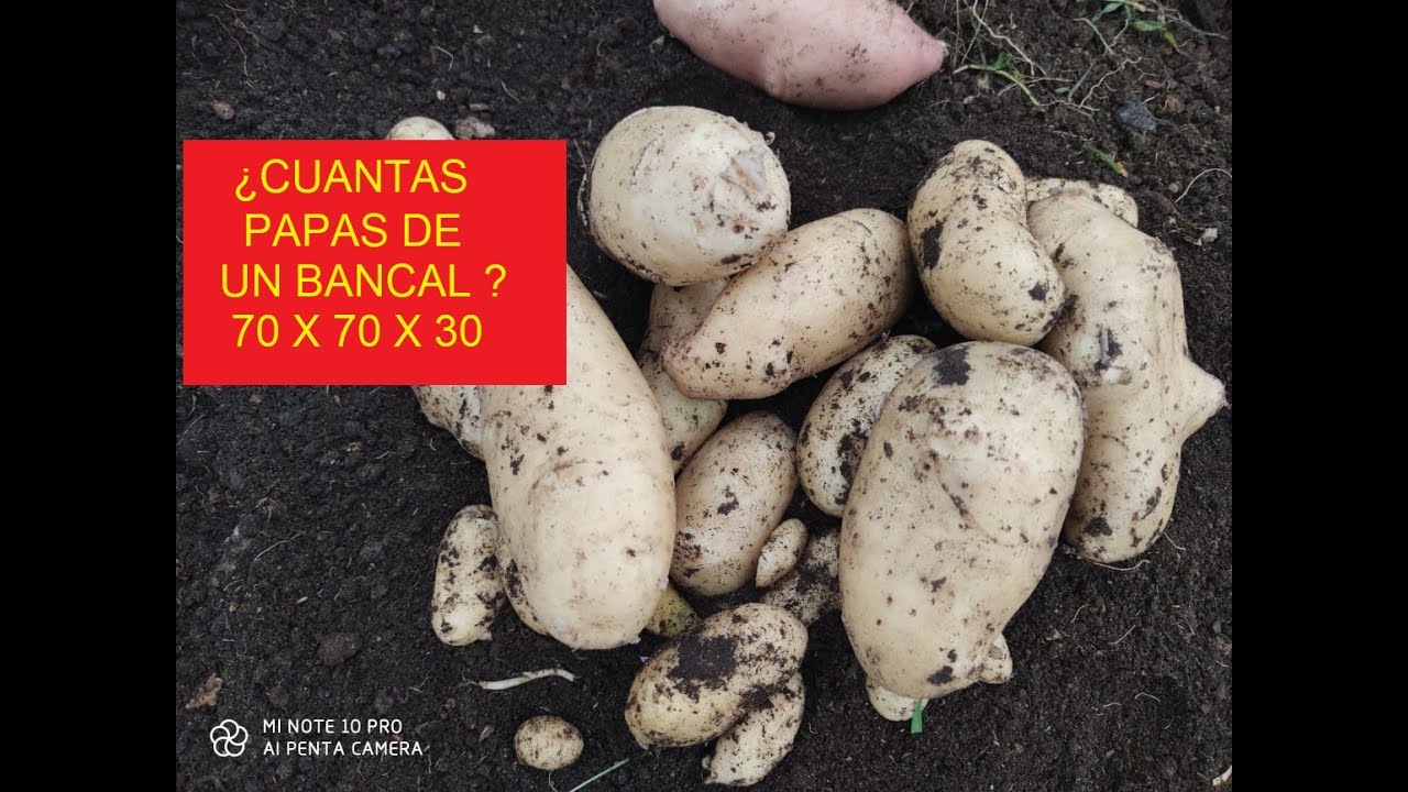 SUPER COSECHA DE PAPA EN UN BANCAL