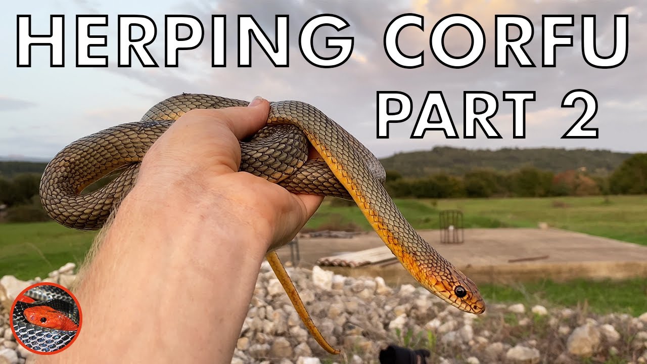 Incredible Rare and HUGE Snakes in Europe (Field Herping Corfu Part 2)