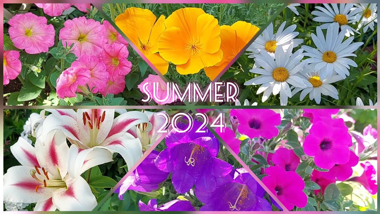 Summer flowers in my garden from June to September | Цветы в моем саду с июня по сентябрь | Full HD