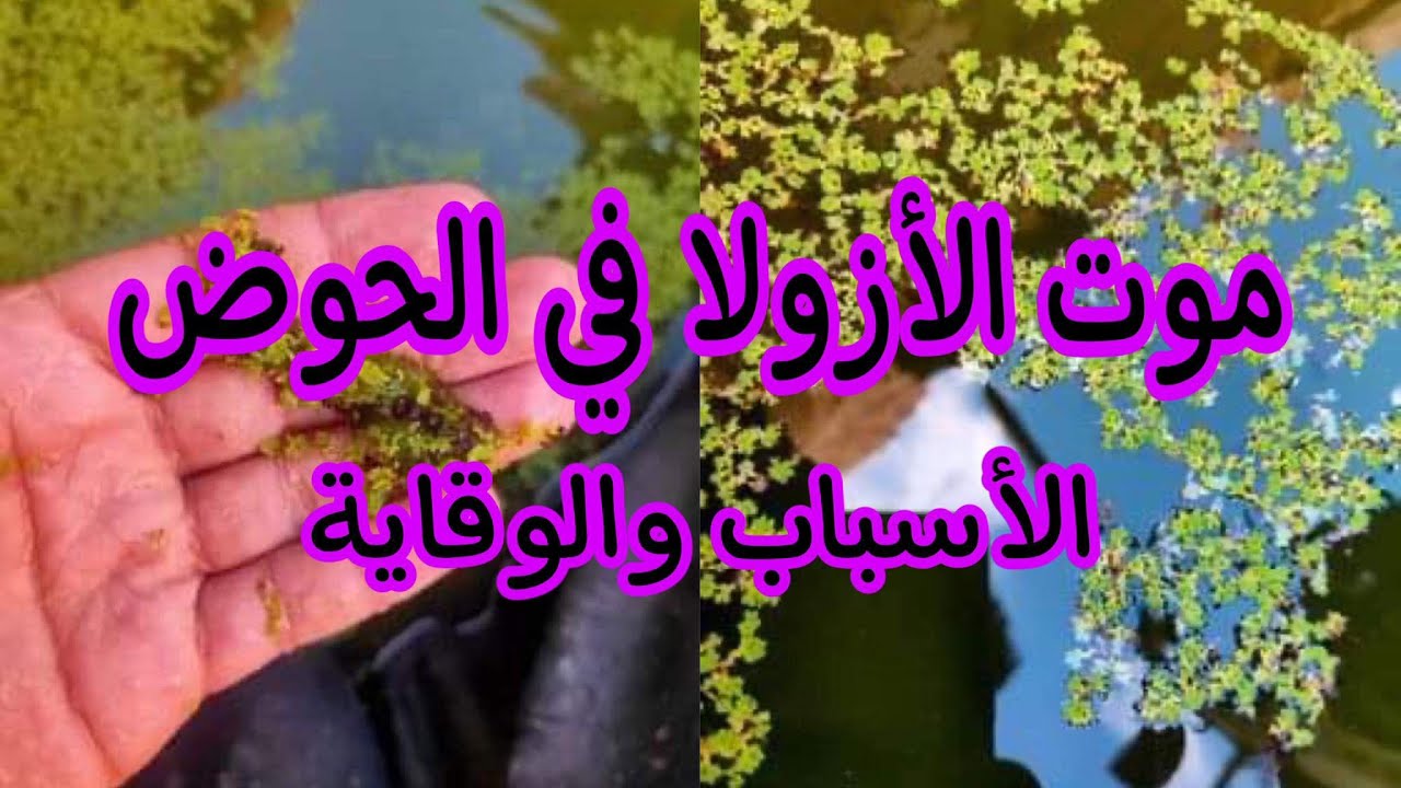 موت الأزولا في الحوض (الأسباب والوقاية)