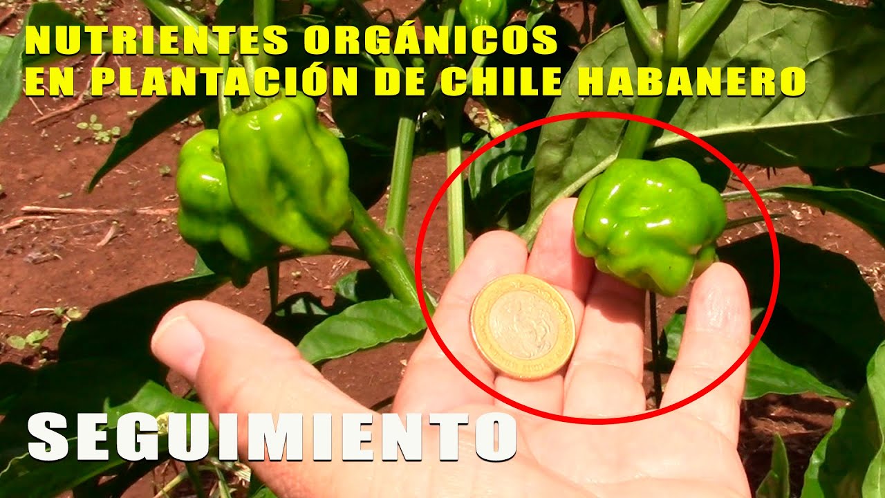 RESULTADOS EN CHILE HABANERO CON APLICACIÓN DE NUTRIENTES (SEGUIMIENTO 2)