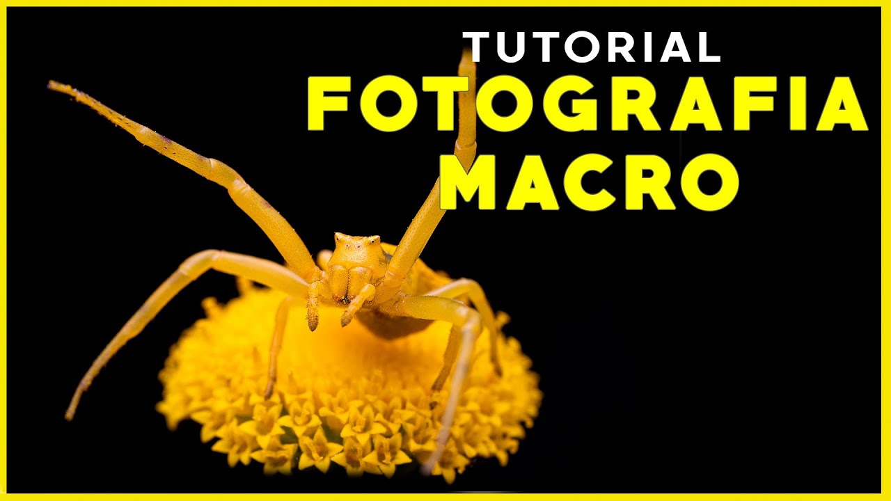 Tutorial de fotografía macro