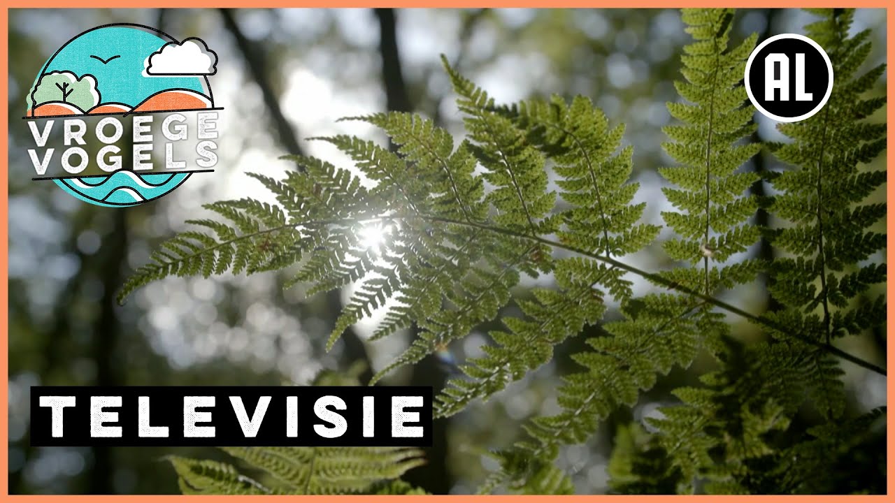 Een bos zonder paden | TV | Vroege Vogels