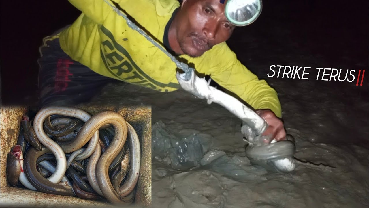 Strike Pelus Babon Di Malam Hari