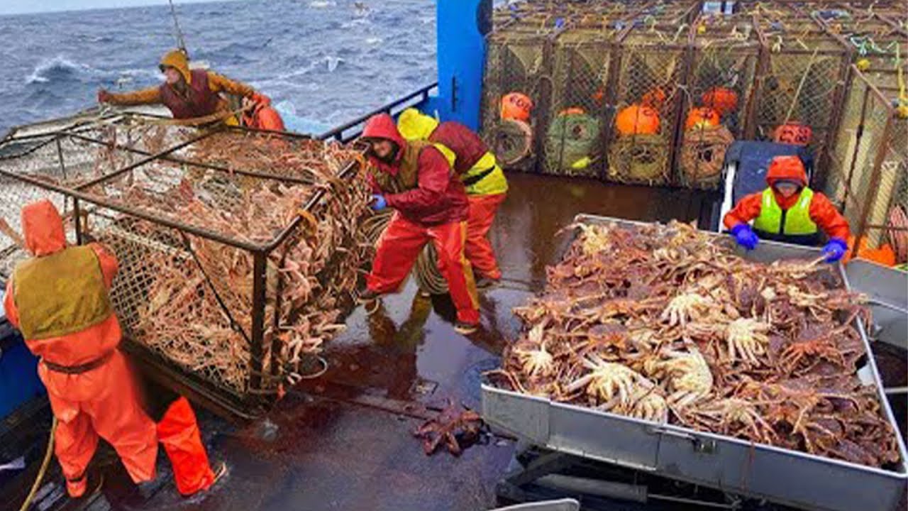 Đ&aacute;nh bắt Cua Ho&agrave;ng Đế Ở V&ugrave;ng Biển Băng Gi&aacute; : H&agrave;ng Ngh&igrave;n Tấn Cua Ho&agrave;ng Đế Được Đ&aacute;nh Bắt Mỗi Giờ