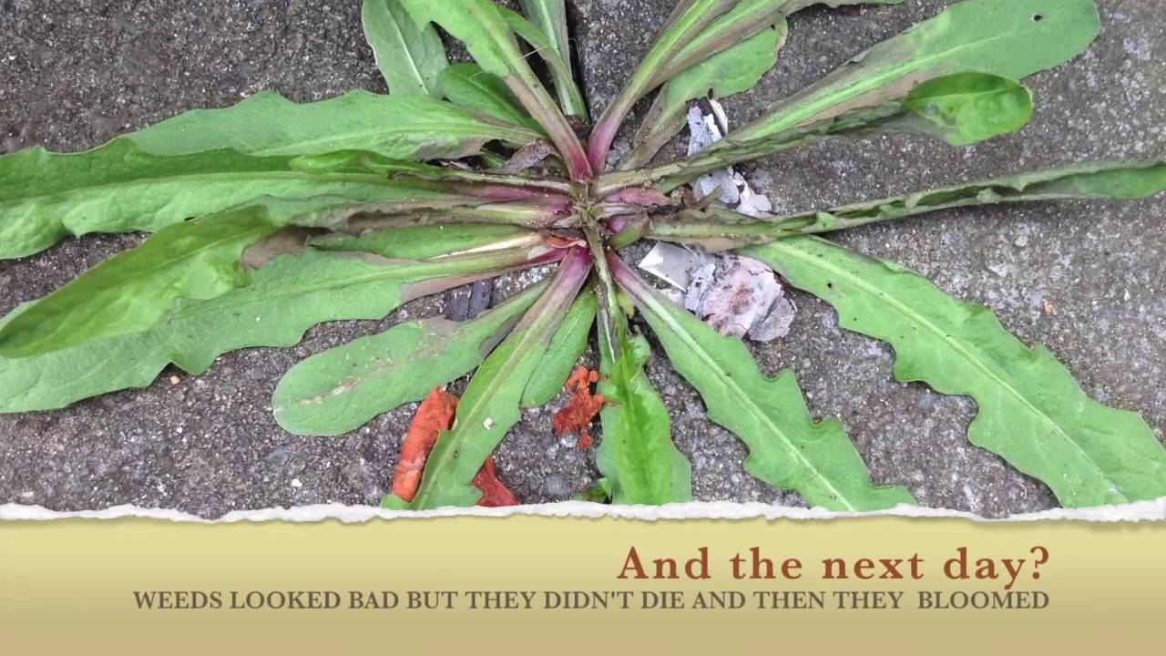 Testing Dynasteam: a new weed killing gadget