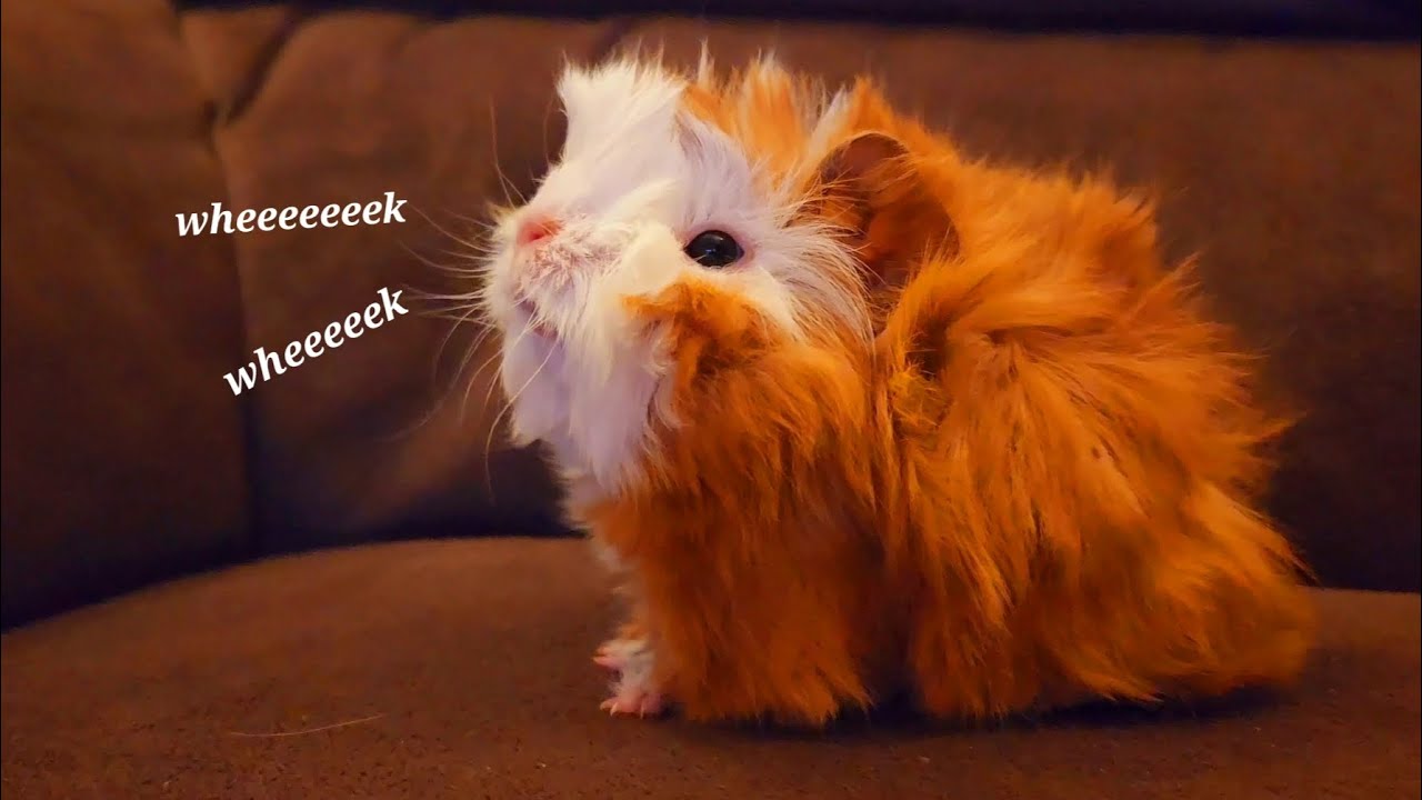 baby guinea pigs wheeking and squeaking!!