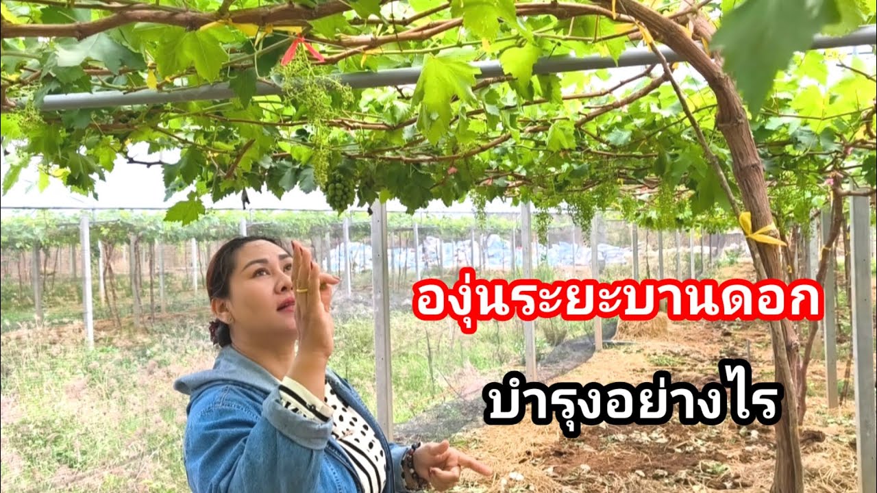 สูตรดูแลองุ่นช่วงสำคัญ!! เคล็ดลับที่หลายสวนไม่เคยบอก โดยพี่ปุ้ย ไร่องุ่นเจริญทรัพย์ วังน้ำเขียว