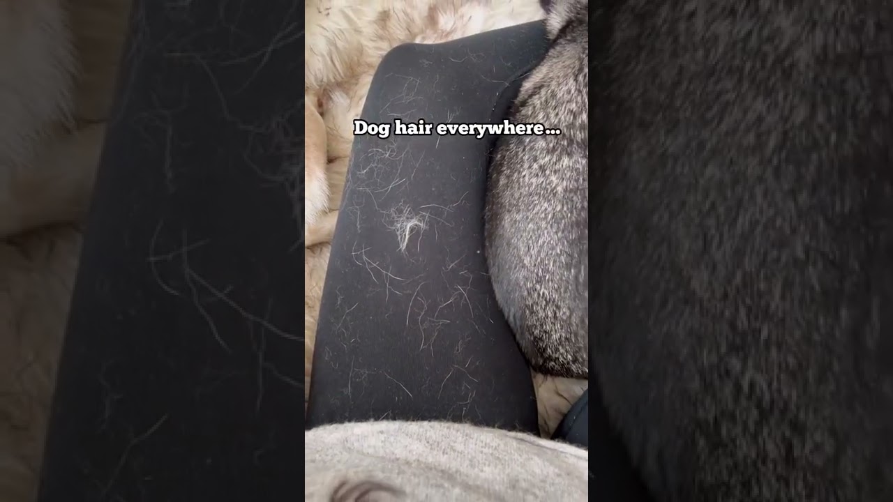 What to Expect If You Want an Alaskan Klee Kai