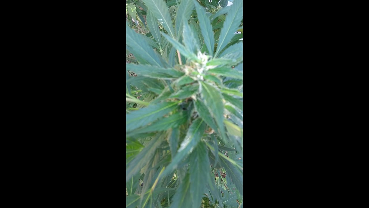 seguimiento de la Super lemon Haze