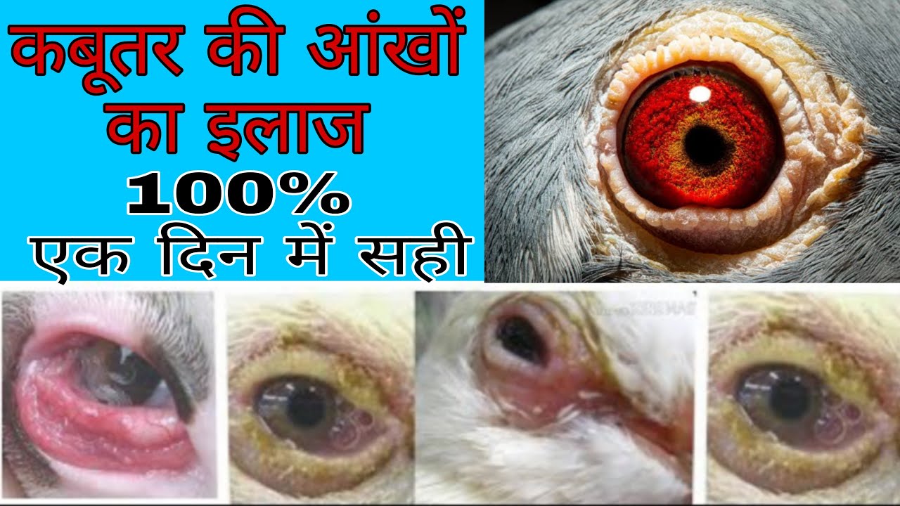 कबूतर की आंखों का इलाज 100%   एक दिन में सही। Kabootar ki aankho ka aa jana  कबूतर की बीमारी का इलाज