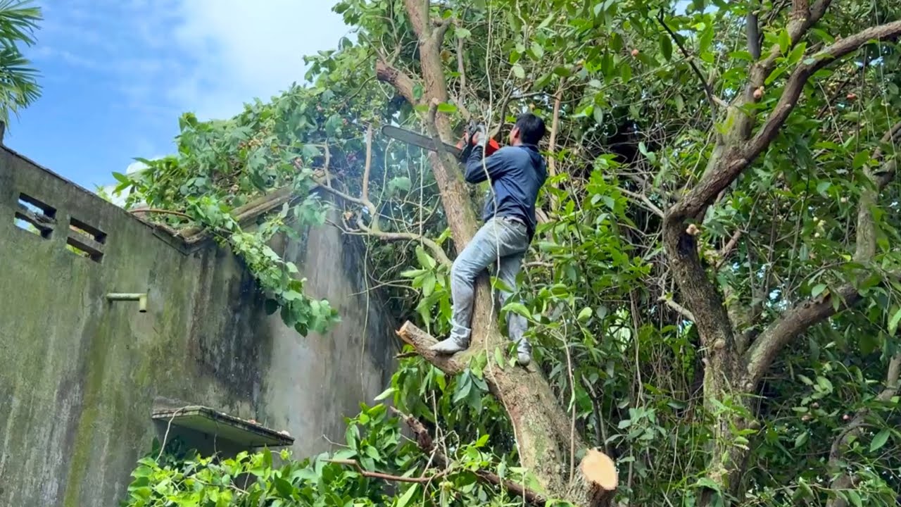 Опасные методы рубки деревьев, применяемые экспертами, вас шокируют