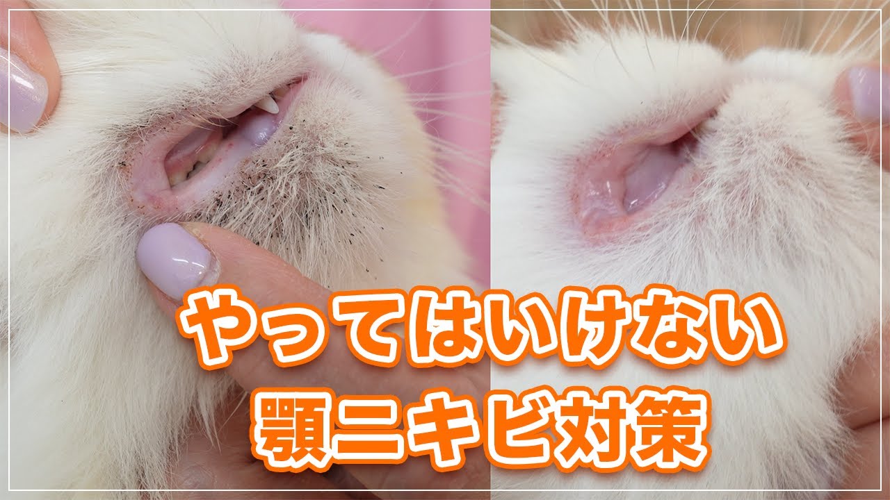 【チーコちゃん】顎ニキビ、そのやり方NGです！【エキゾチックLH】