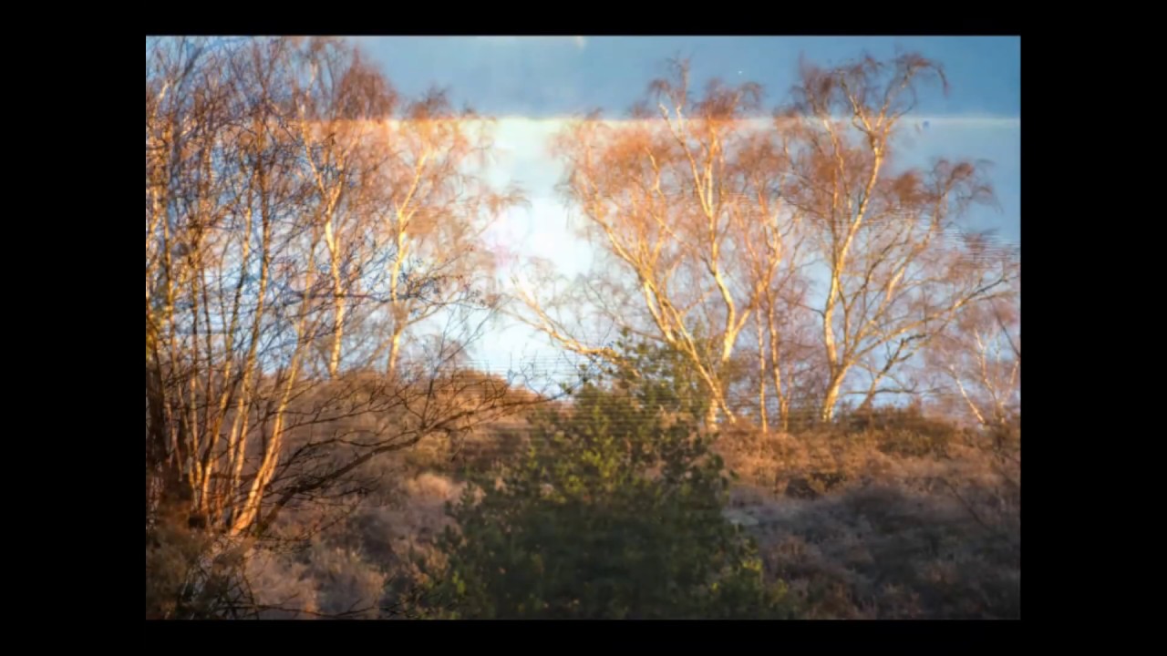 January Morning, Frensham