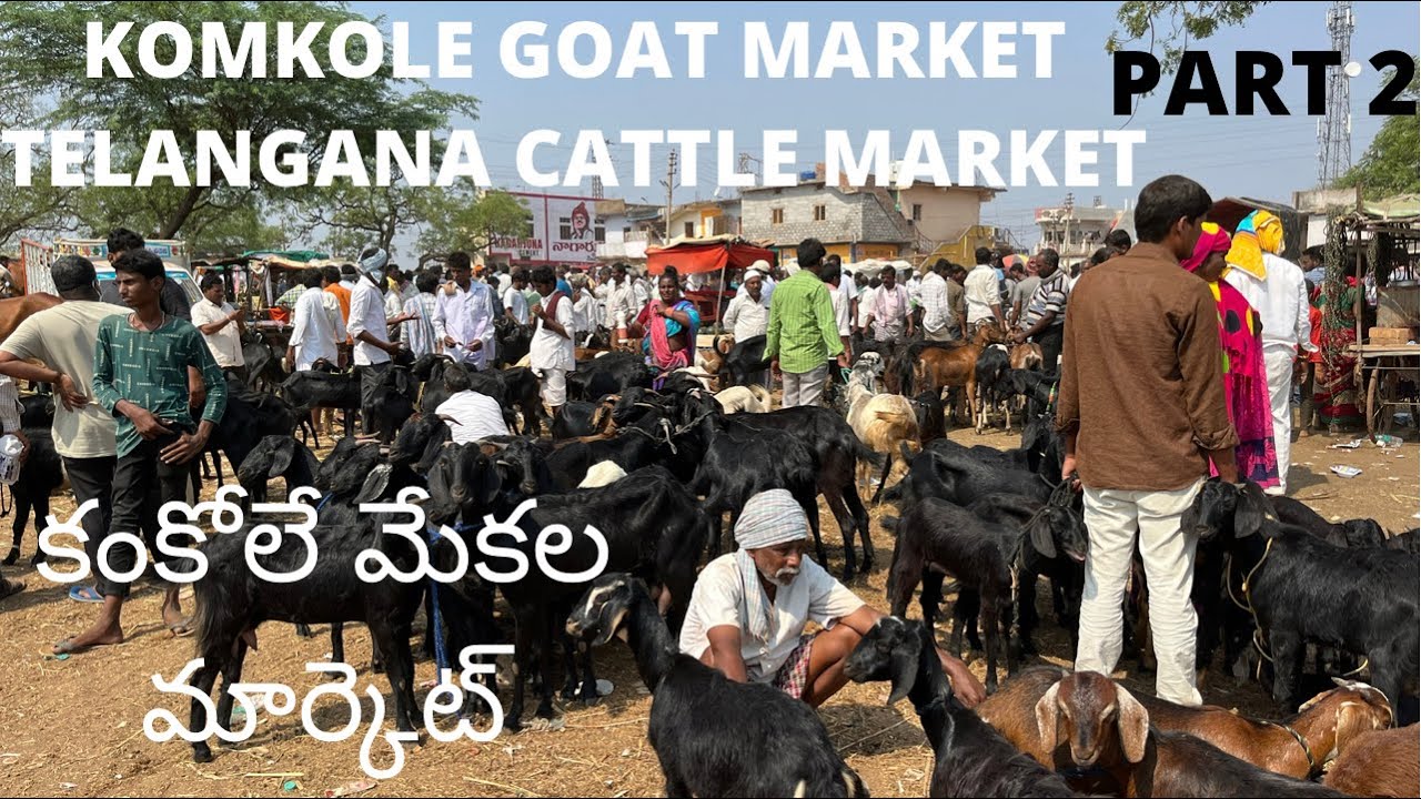 Kamkole goat market కంకోలే మేకల మార్కెట్{PART2}kamkole janwar bazar Telangana cattle market