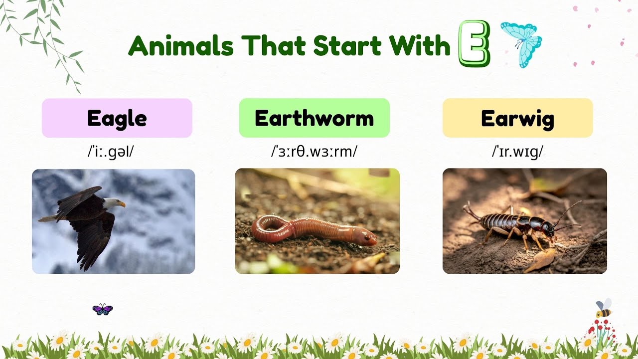 120 ANIMALS That Start With Letter E 🦅 | A to Z Animals | Learn Animal Names | English For Beginners
