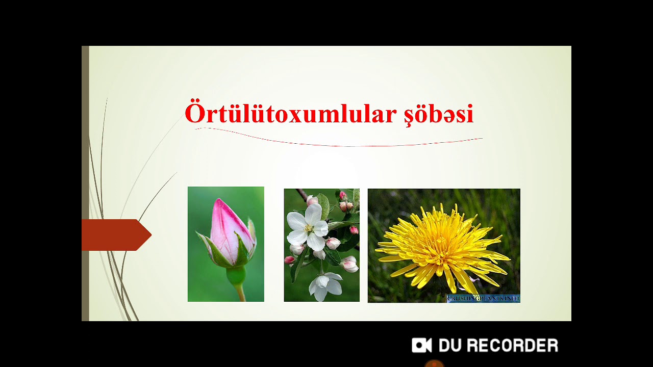 Örtülütoxumlular şöbəsi