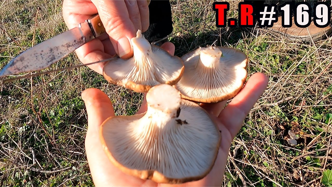 ⚠️SETAS DE CARDO XXL 👈UNA AVENTURA JUNTO A MI PADRE¡¡