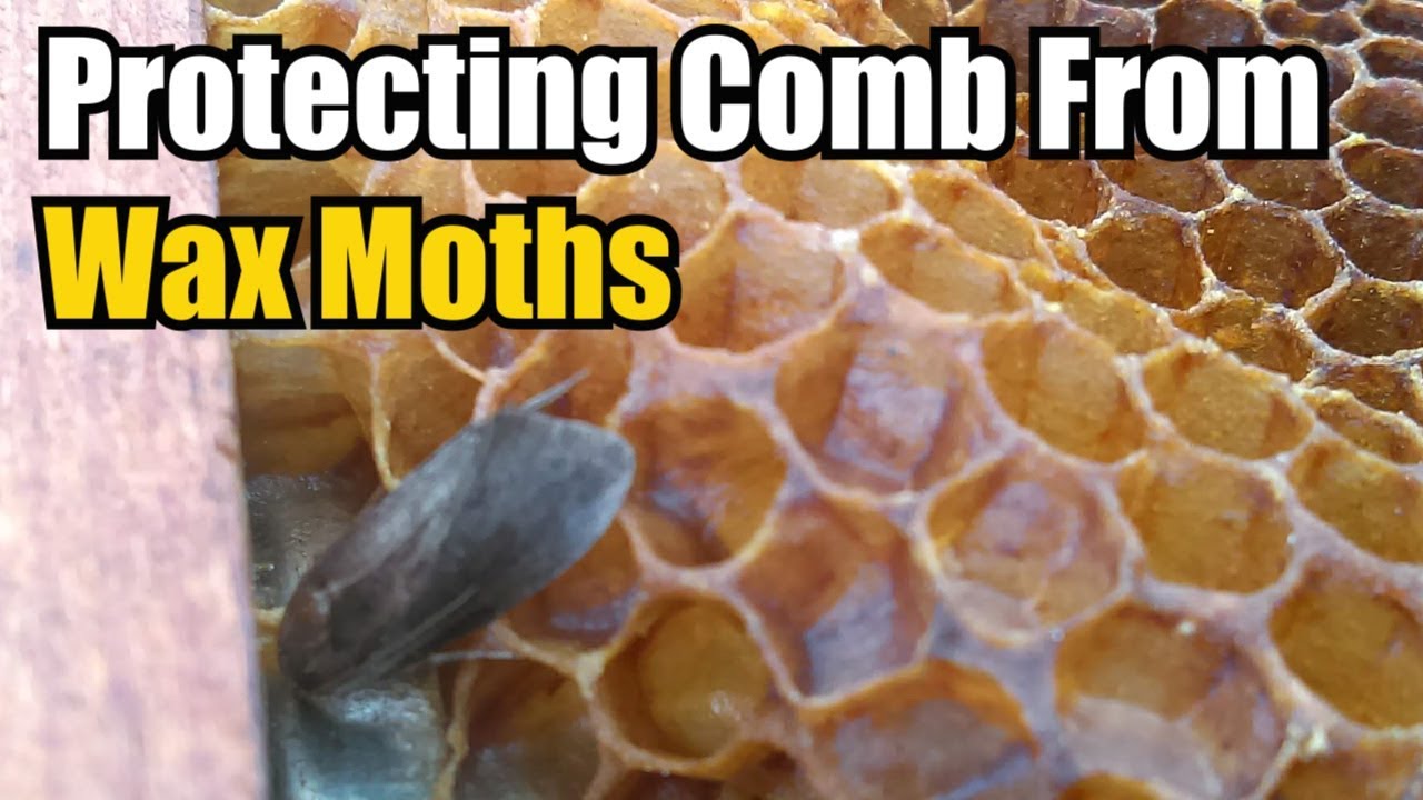 Protecting Comb From Wax Moths