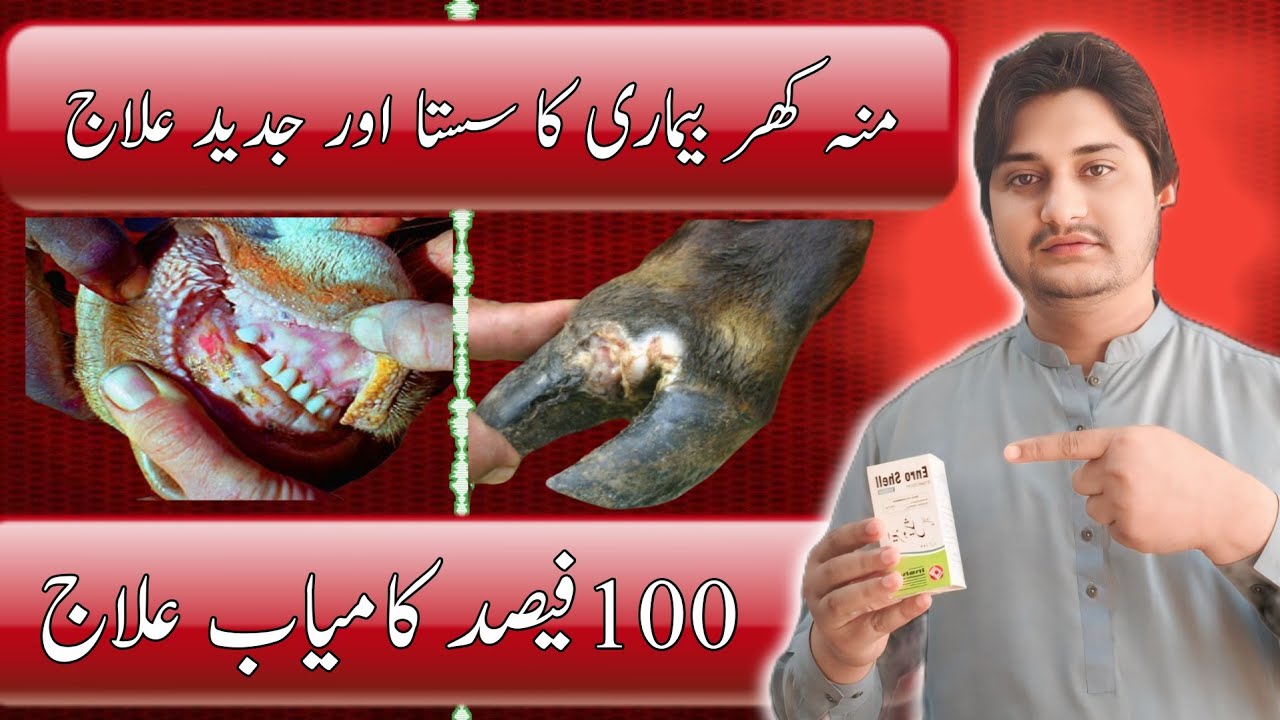 How To Treat Foot And Mouth Disease in Cattle | Muh Khur Ki Bimari ka ilaj
