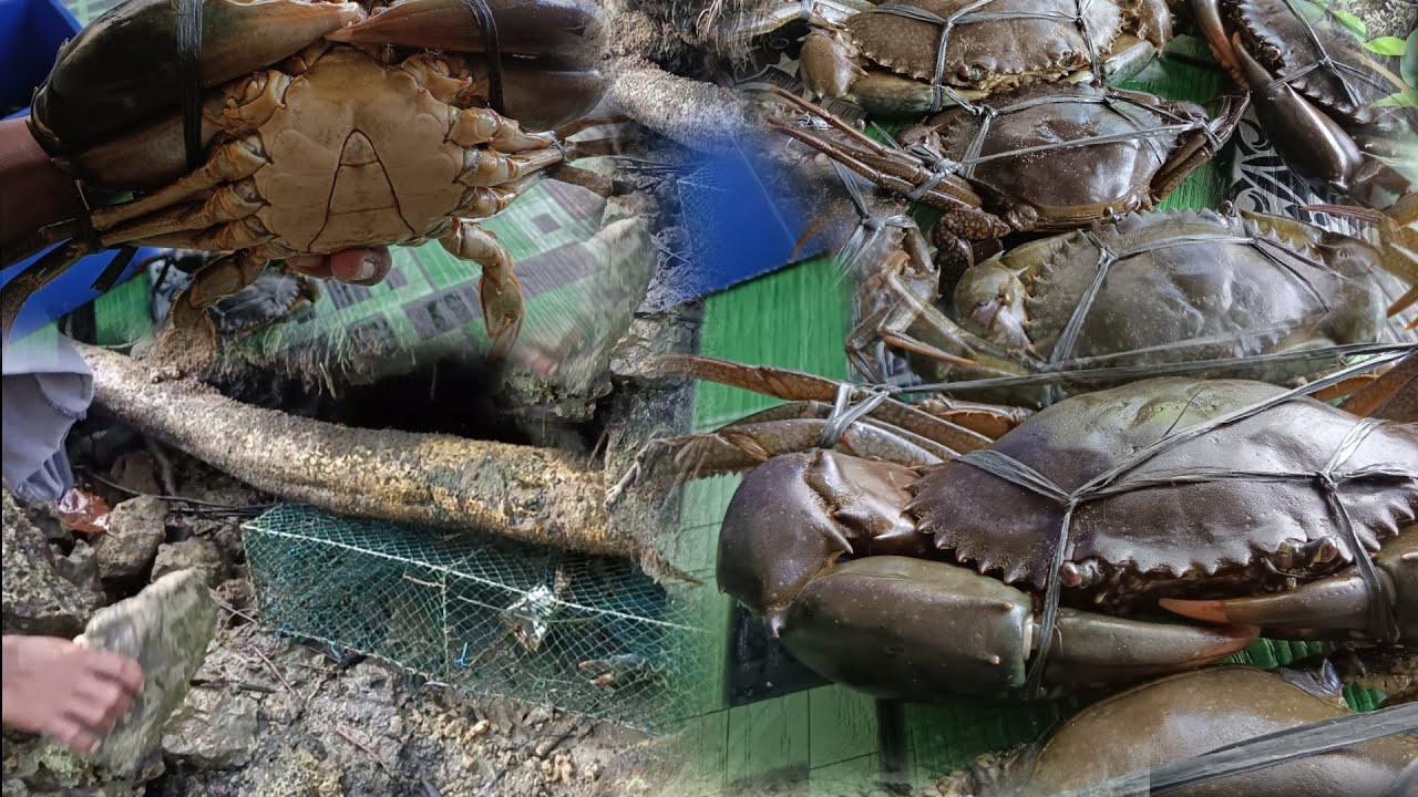 CRAB HUNTING/ Malaki Ang kinita Namin Ngayon sa pag latag Ng bubu trap