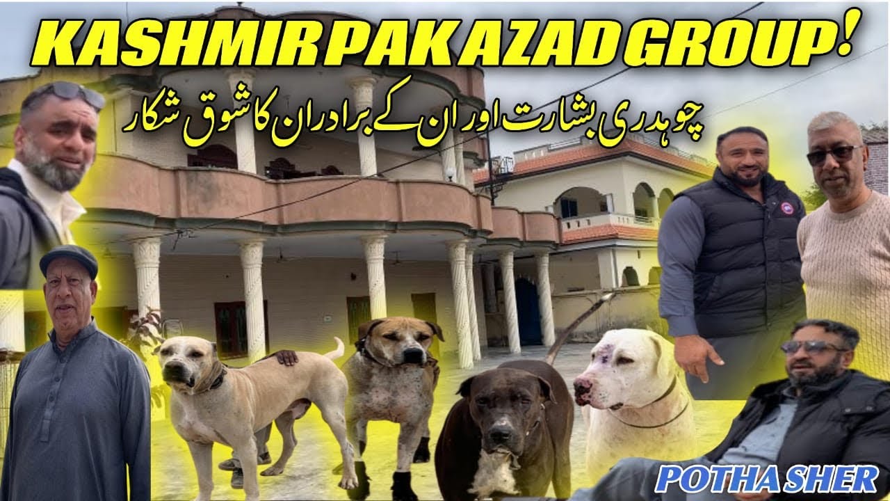 A Day With Choudhry Basharat At Potha Sher | Elite Hunting Dogs & Seasin Prepartion | Dogs Vlog