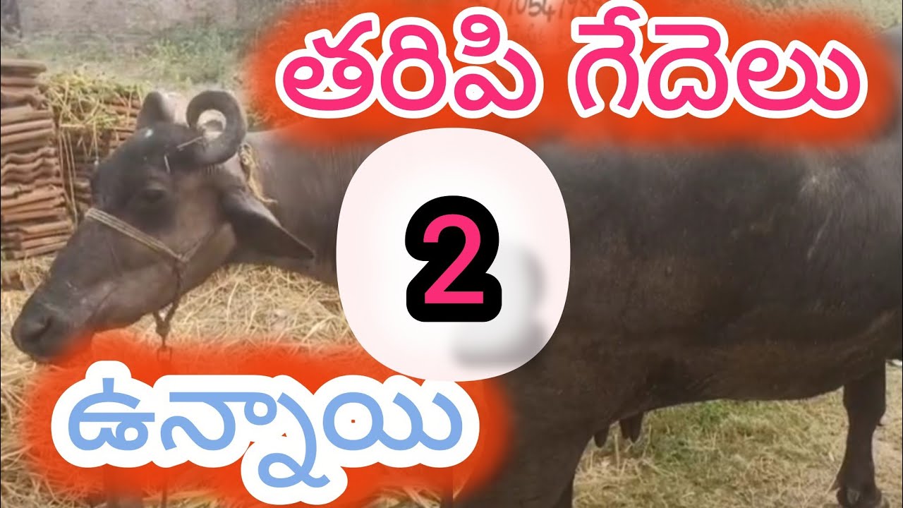 2 తరిపి గేదెలు అమ్మకానికి ఉన్నాయి,@Nelloredairychannel,