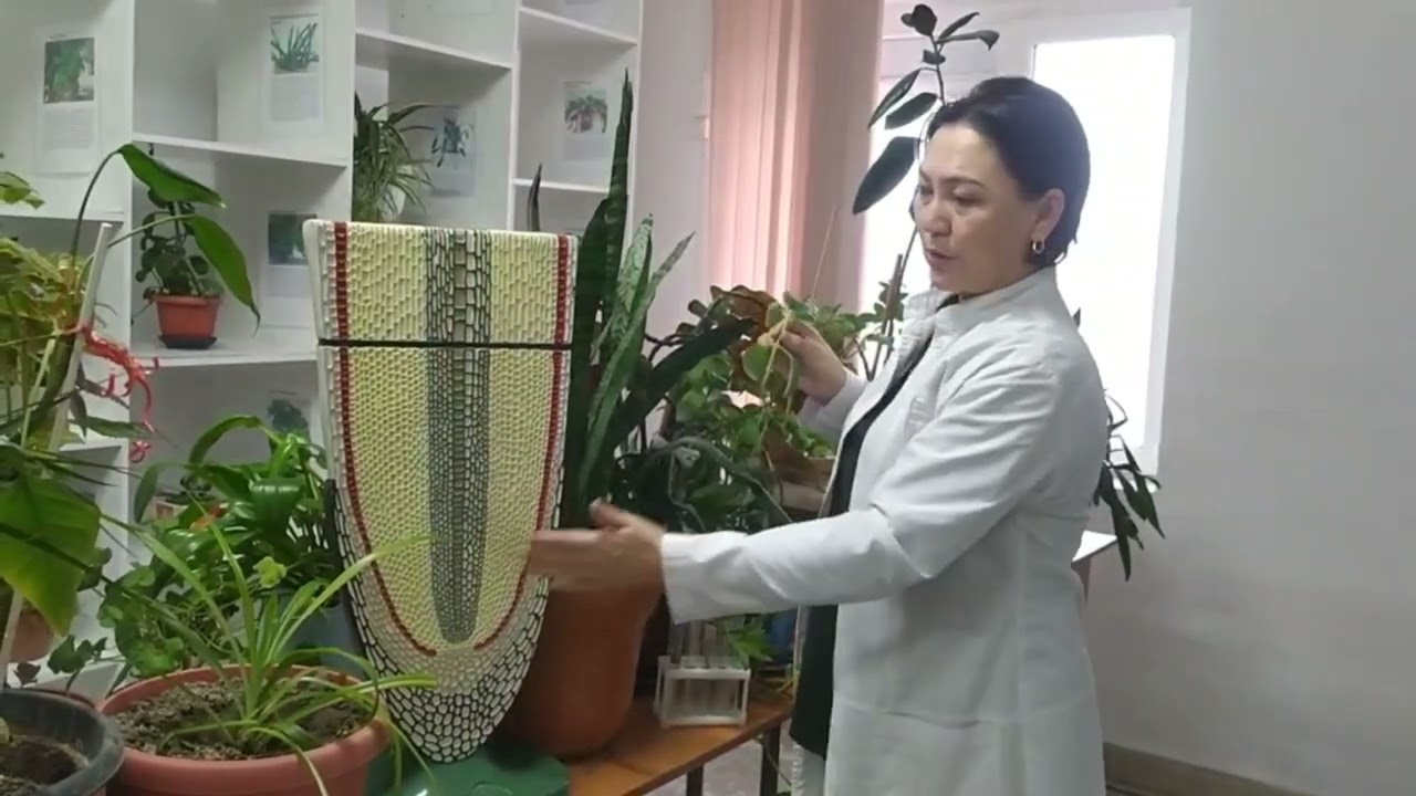 Тамырдың анатомиялық морфологиялық құрылымы Сапарова Ж