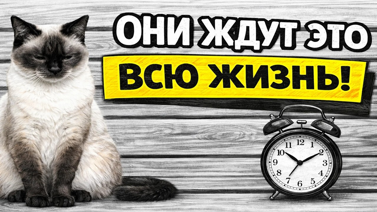 Твоя кошка мечтала об этом всю жизнь — сделай это наконец!