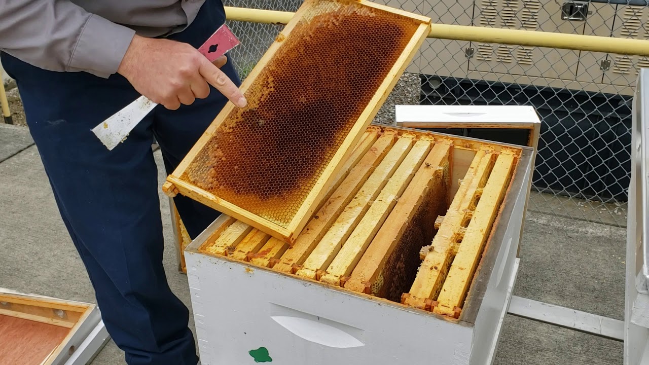 City Bees versus 5G 2020 #1