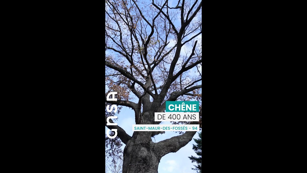 🔔 Sauvons le Chêne Pluricentenaire de Saint-Maur-des-Fossés.