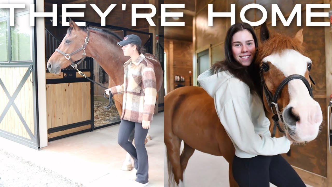 Bringing my horses home to live at my house!