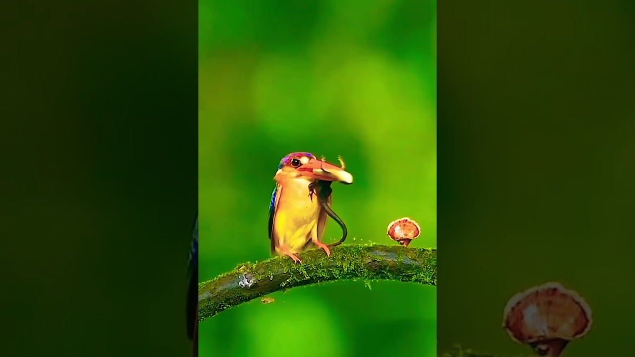 dangerous bird catch lezart #birdsinflight #cutebirds #bird