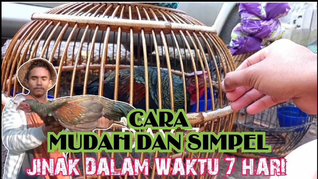 CARA SEDERHANA MENJINAKKAN AHH LOMBOK || 7 HARI LANGSUNG MAKAN DITANGAN,
