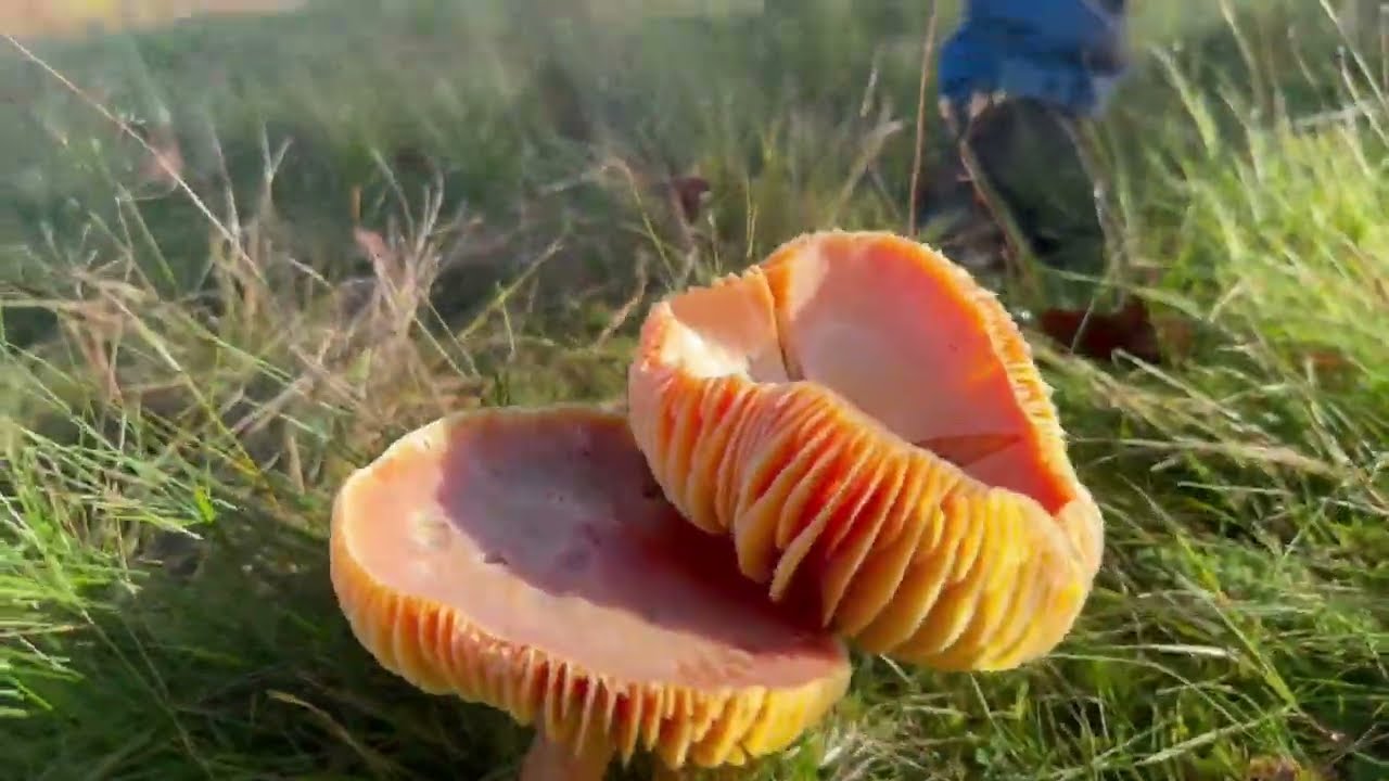 Identifying the Crimson Waxcap, Hygrocybe punicea