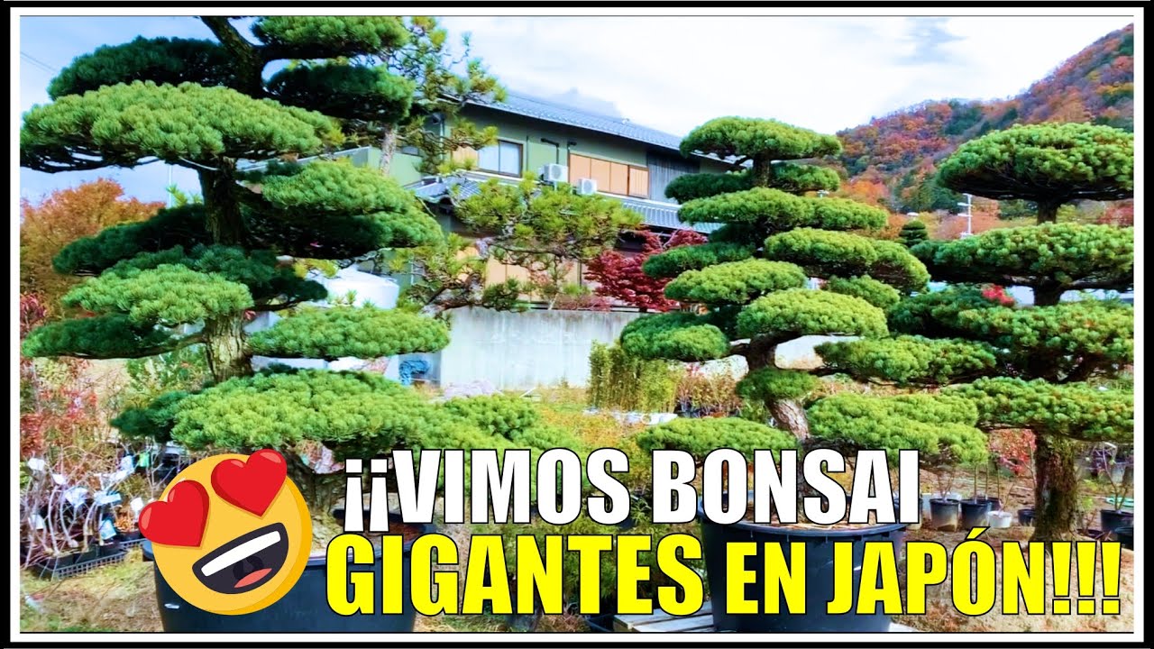 🌳 Viveros de BONSAI en JAPÓN 🇯🇵 | Parte I