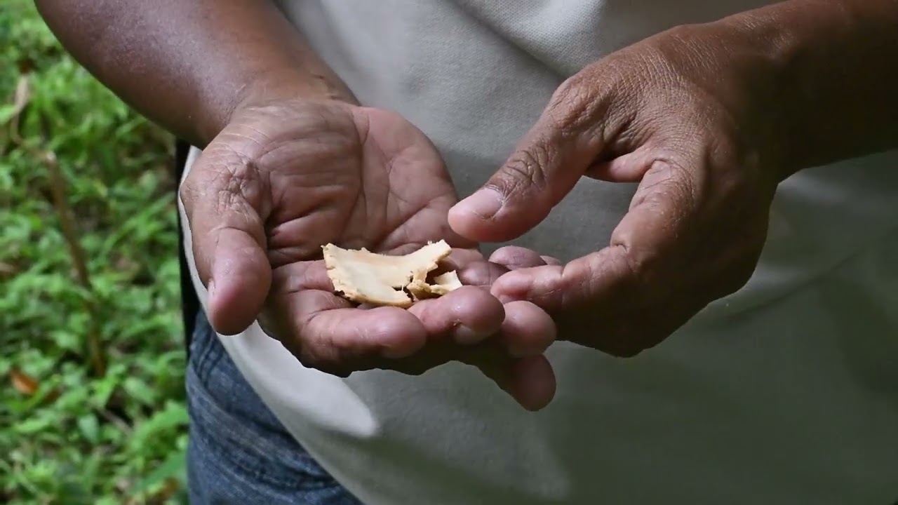 Nutmeg Plantation, Banda Besar, Indonesia 2025