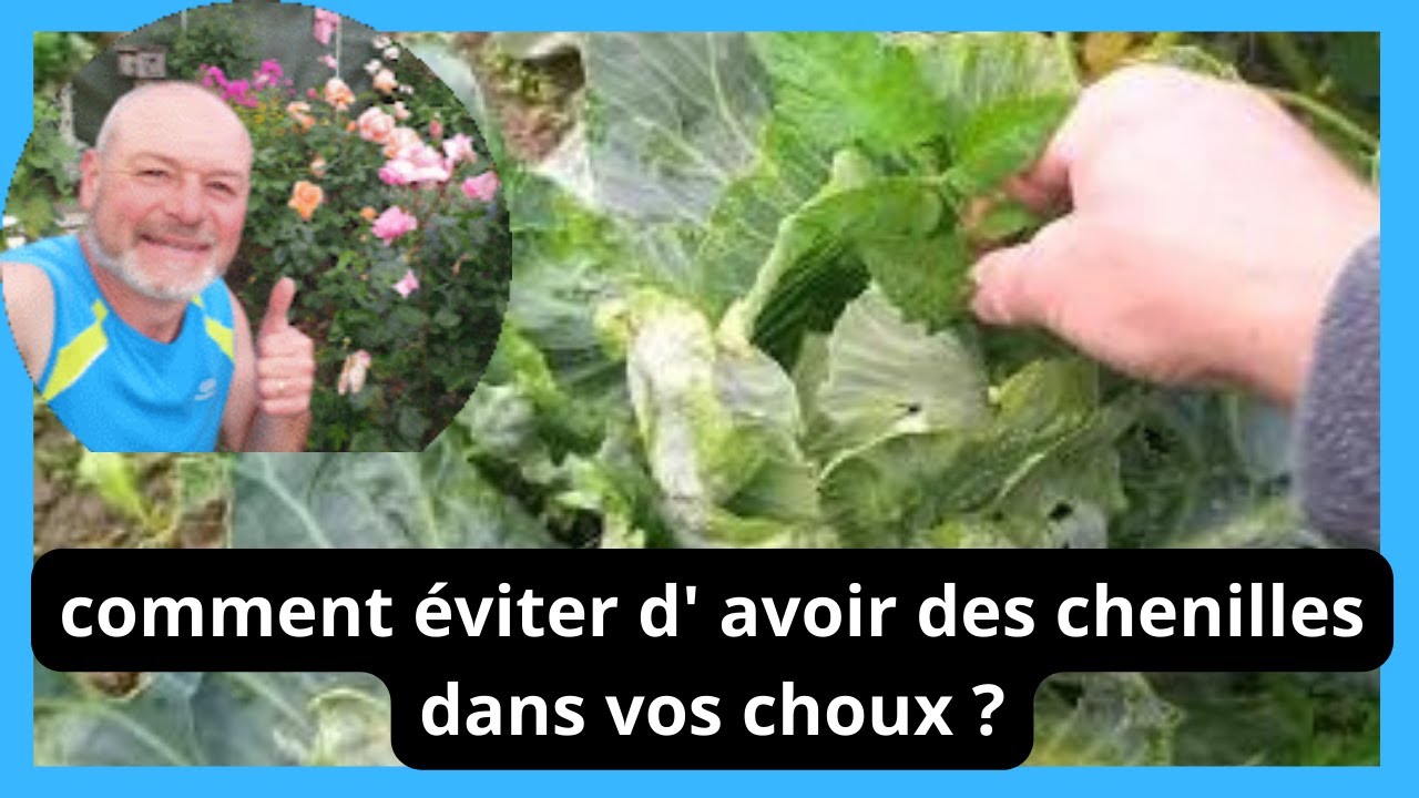 Comment éviter d'avoir des chenilles sur vos choux 😋