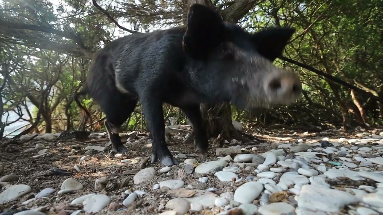 Studying Feral Pigs in Atokos island