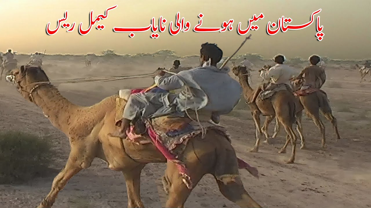 Camel Race in Pakistan | Camel Race in Cholistan Dessert in Pakistan | Abdul Majeed Batti