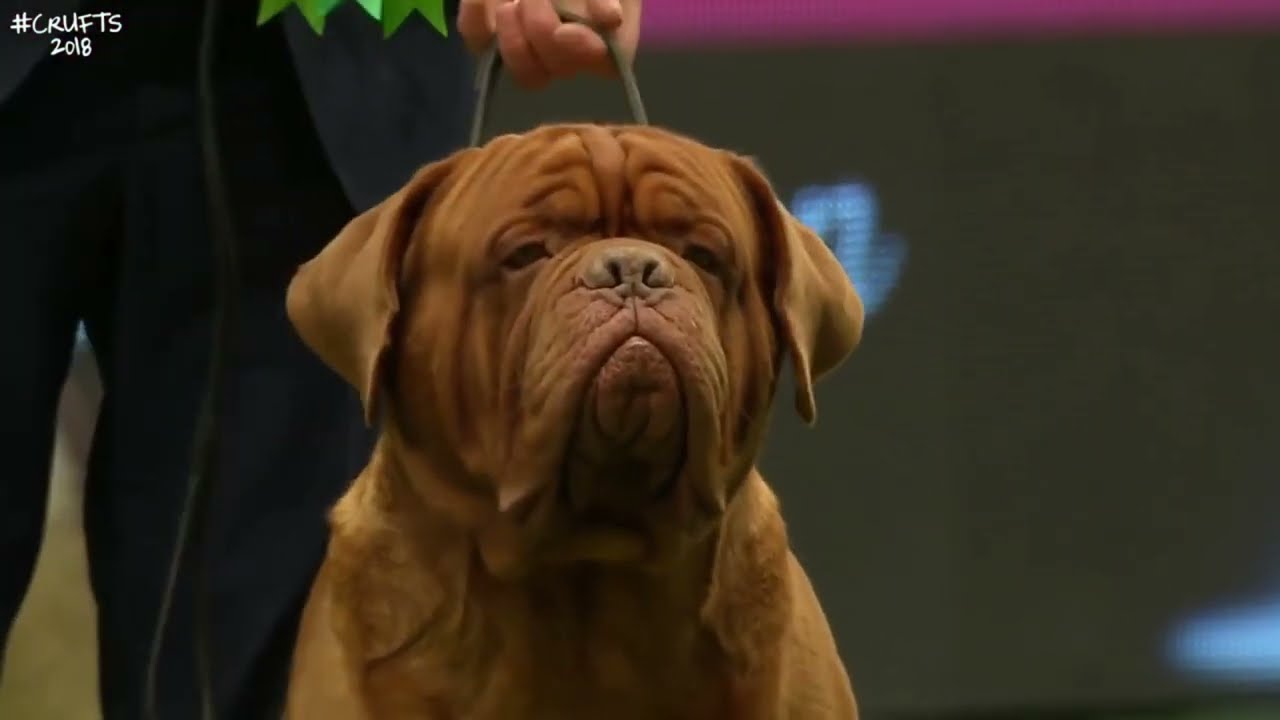Best of Breed, Working Group|DOGUE DE BORDEAUX|(2017-2022)