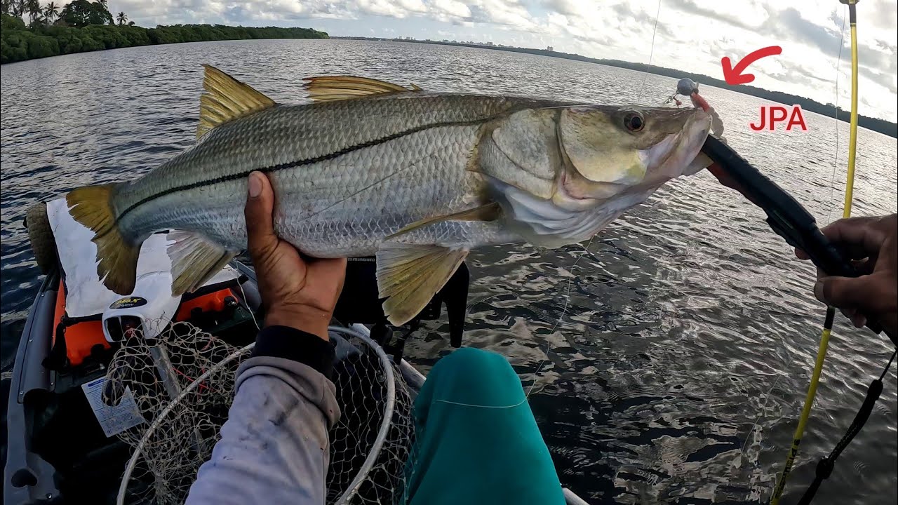 Pesca no Mangue, Pescada Amarela e Robalo flecha.