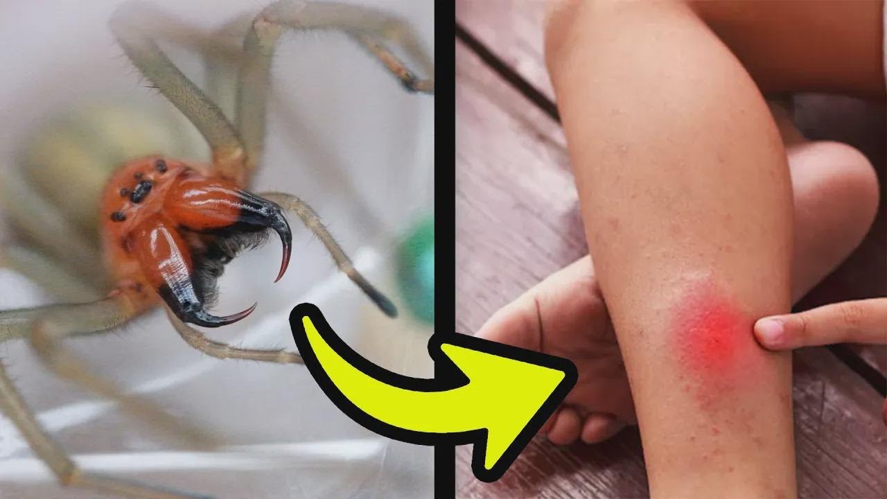 Encontrei a aranha mais venenosa do Brasil!