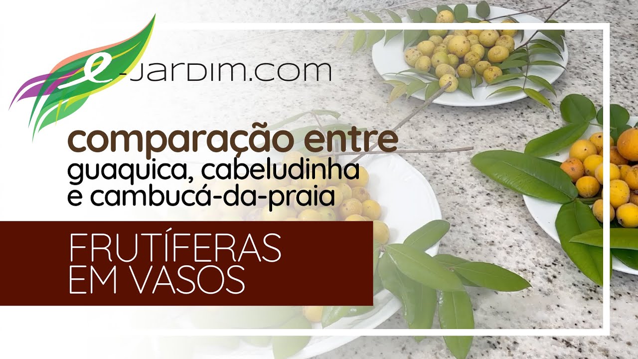 COMPARA&Ccedil;&Atilde;O Entre guaquica, cabeludinha e cambuc&aacute;-da-praia - Frut&iacute;feras em Vasos | S&iacute;tio E-Jardim