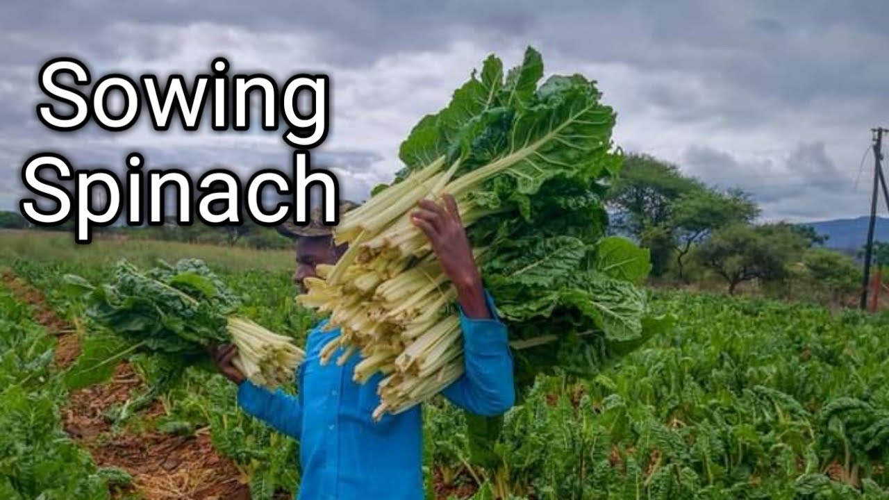 Expert Tips: How to Plant Spinach Seeds for Optimal Growth